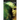 Snakecharm