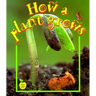 How a Plant Grows
