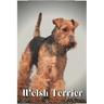 Welsh Terrier: Dog breed overview and guide