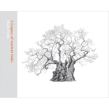 A Legacy of Ancient Oaks
