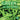Green as the Grass