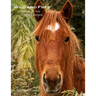 Wild and Free: Horses of the Outer Banks