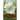 Sacred Plant Initiations: Communicating with Plants for Healing and Higher Consciousness