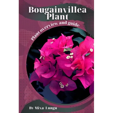 Bougainvillea Plant: Plant overview and guide