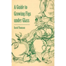 A Guide to Growing Figs Under Glass