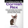 Cornish Rex: From Kitten to Senior Age