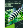 Leporinus - Black-banded: From Novice to Expert. Comprehensive Aquarium Fish Guide
