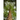 The Great Trees of New Brunswick, 2nd Edition