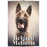 Belgian Malinois: Dog breed overview and guide