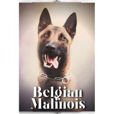 Belgian Malinois: Dog breed overview and guide