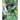 Sloth Bear: The Barefoot Bear of Sri Lanka