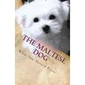 The Maltese Dog: What You Should Know