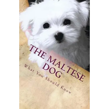 The Maltese Dog: What You Should Know