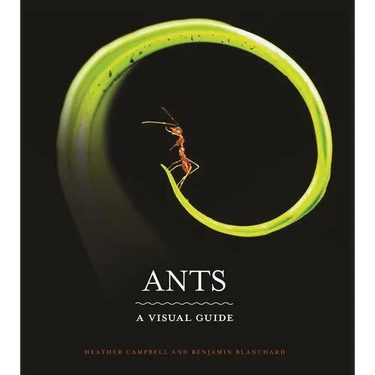 Ants: A Visual Guide