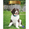 Bernedoodles