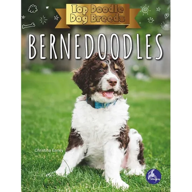 Bernedoodles