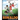 Ronaldo: A Boy Who Became A Star. Inspiring children book about one of the best soccer players.