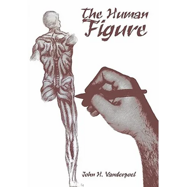 The Human Figure