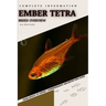 Ember Tetra: From Novice to Expert. Comprehensive Aquarium Fish Guide