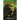 The Blazing Star