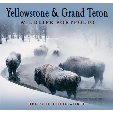 Yellowstone & Grand Teton Wildlife Portfolio (Sc)