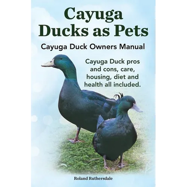 Cayuga Ducks as Pets. Cayuga Duck Owners Manual. Cayuga Duck Pros and Cons, Care, Housing, Diet and Health All Included.