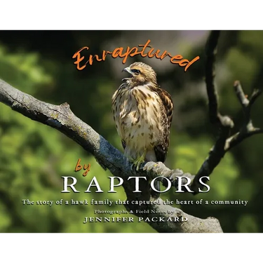 Enraptured by Raptors: The story of a hawk family that captured the heart of a community