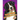 Bernese Mountain Dogs