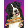 Bernese Mountain Dogs