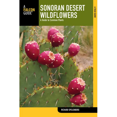 Sonoran Desert Wildflowers