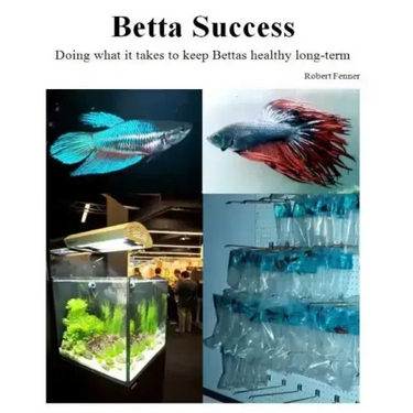 Betta Success: Doing what it takes to keep Bettas healthy long-term