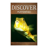 Puffer Fish - Discover: Early reader's wildlife photography book