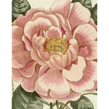 John Derian Picture Book II