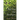 Among the Hedges