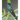 Hummingbirds: The Picture Book of Hummingbirds Great Gift for Parkinson's Alzheimer's & Seniors with Dementia.