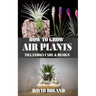 How to Grow Air Plants: Tillandsia Care and Design