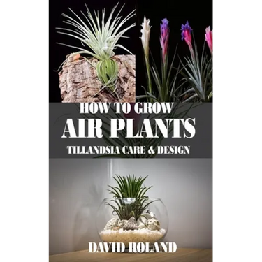 How to Grow Air Plants: Tillandsia Care and Design