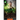 Emerald Fire-Large Print