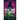 The Rose and the Ghost