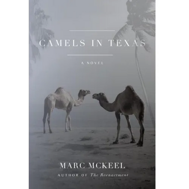 Camels in Texas