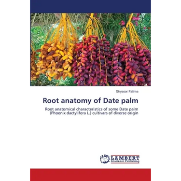Root anatomy of Date palm