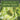 Nature Gifts of the Soursop leaves (graviola leaves)