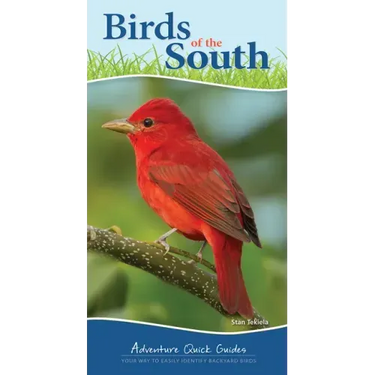 Birds of the South: Your Way to Easily Identify Backyard Birds