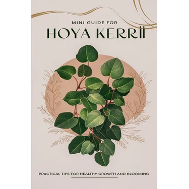 Mini Guide to Caring for Hoya Kerrii