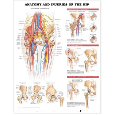 Anatomy and Injuries of the Hip Anatomical Chart