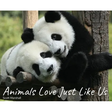 Animals Love Just Like Us