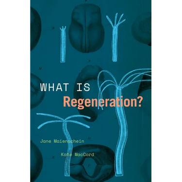 What Is Regeneration?