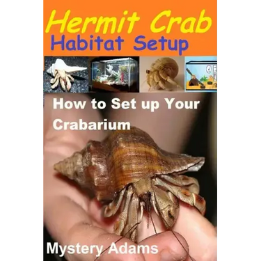 Hermit Crab Habitat Setup: Hermit Crab care and Habitat Set-up