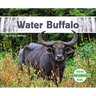 Water Buffalo