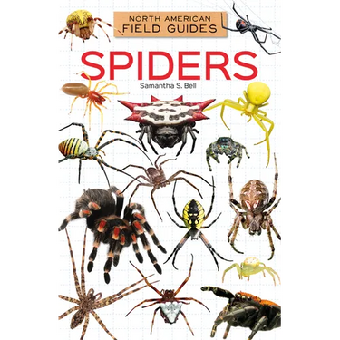 Spiders